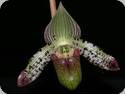 Paph. argus